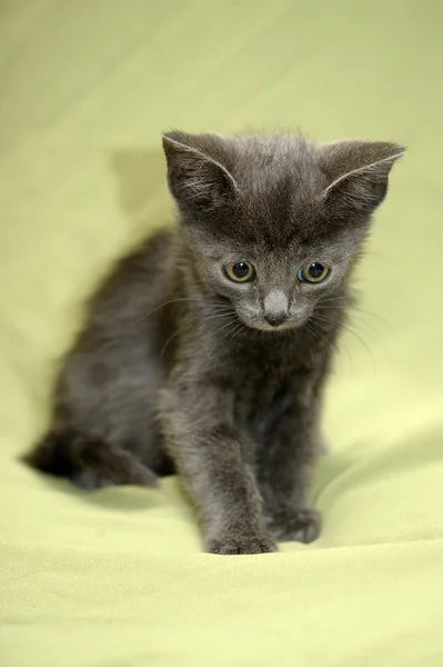 Сірий кошеня — стокове фото
