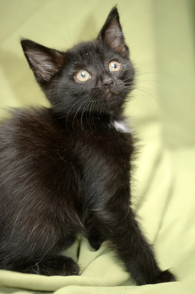 Gattino nero — Foto Stock