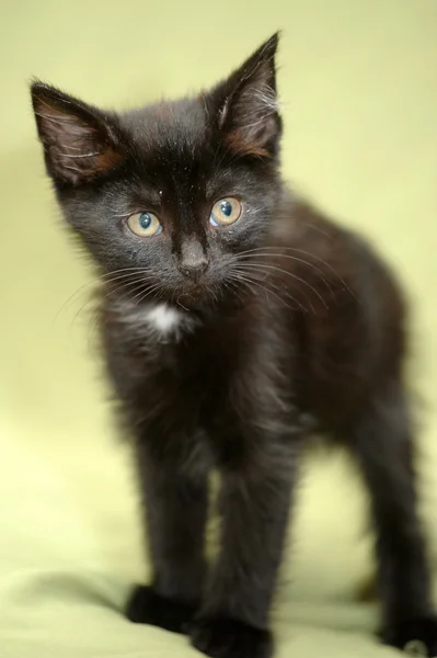 Black kitten — Stock Photo, Image