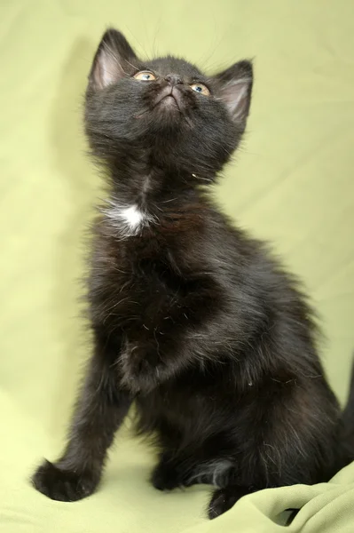 Schwarze Kätzchen — Stockfoto