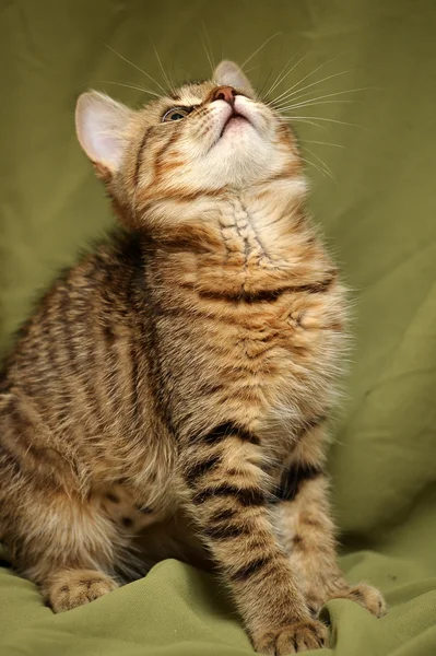 Kahverengi tabby yavru kedi — Stok fotoğraf