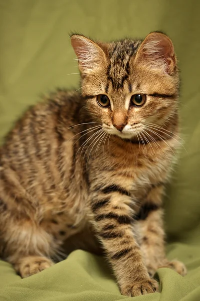 Brun tabby kattunge — Stockfoto