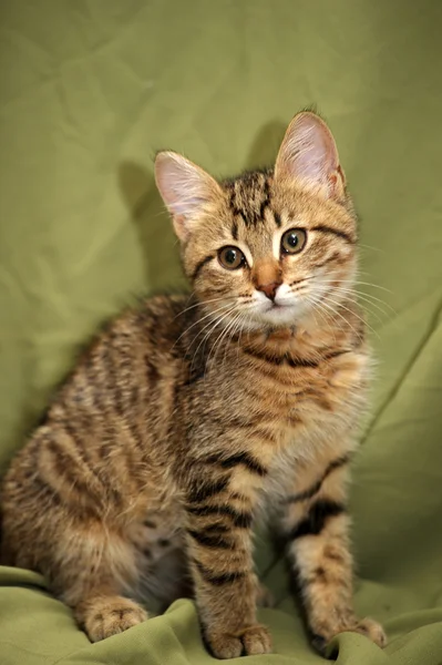 茶色のぶち子猫 — ストック写真