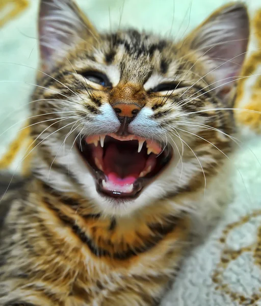 Котенок зевает — стоковое фото