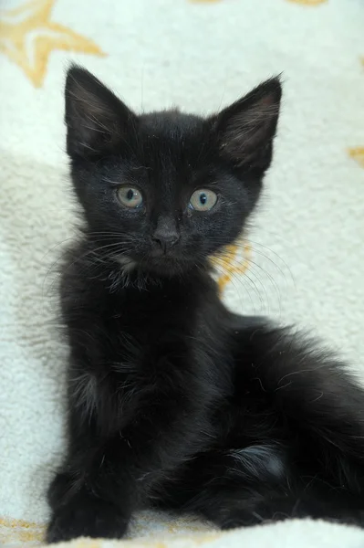 Siyah yavru kedi — Stok fotoğraf