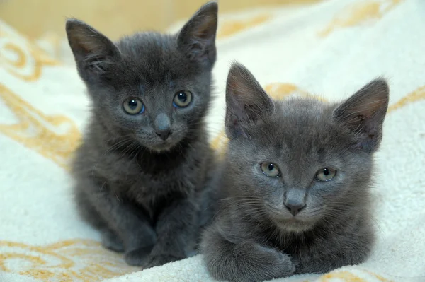 Két szürke cica — Stock Fotó