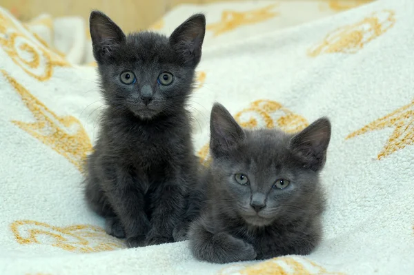 Zwei graue Kätzchen — Stockfoto