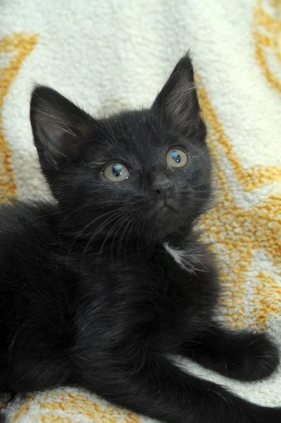 Fekete cica — Stock Fotó