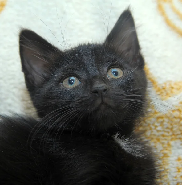 Чорний кошеня — стокове фото