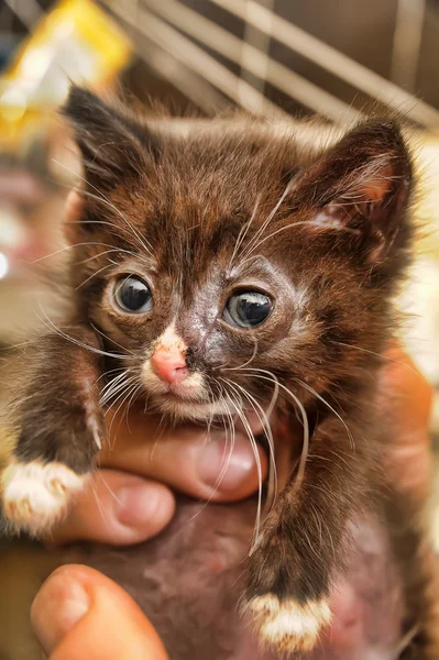 Pequeno gatinho doente — Fotografia de Stock