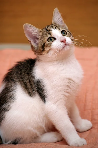 Kis szürke cica — Stock Fotó