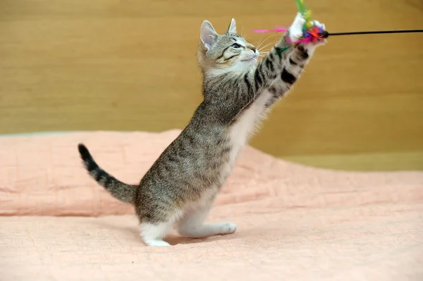 Kitten playing — Stock Photo, Image