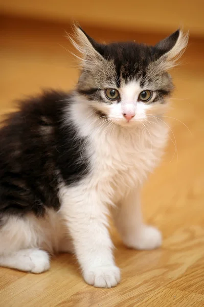 Μικρό γκρι γατάκι — Φωτογραφία Αρχείου