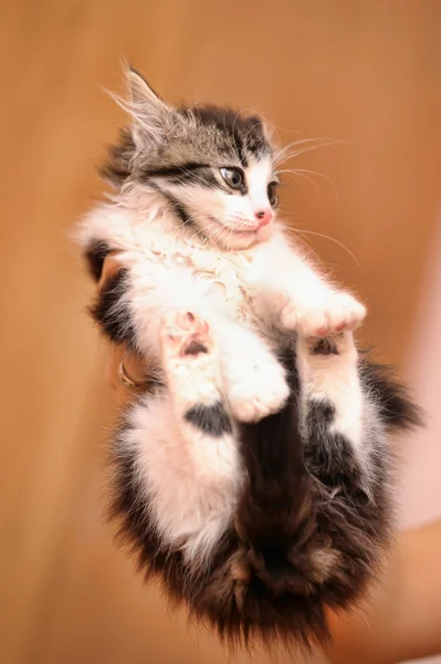 Mały szary kotek — Zdjęcie stockowe