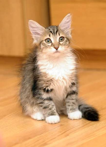 Fluffy tabby with white kitten — Stock Photo, Image