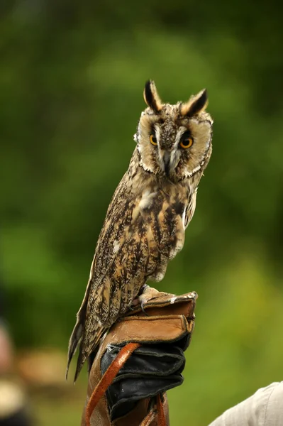 An owl sitting on the hand of his trainer — Stock Photo, Image
