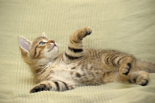 Roztomilý tříbarevné kotě — Stock fotografie