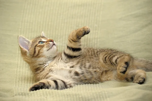 Gatinho bonito tabby — Fotografia de Stock