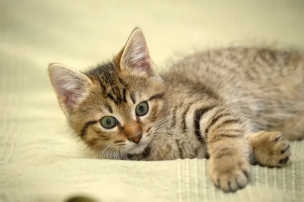Lindo gatito tabby — Foto de Stock