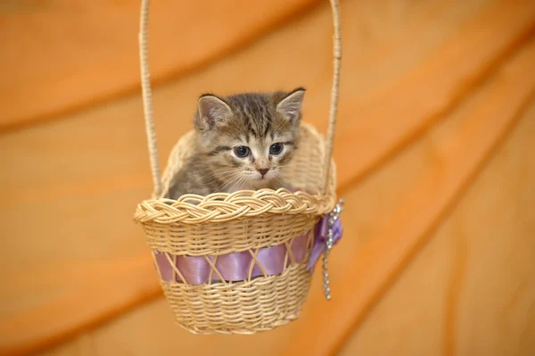 ลูกแมวในตะกร้า — ภาพถ่ายสต็อก