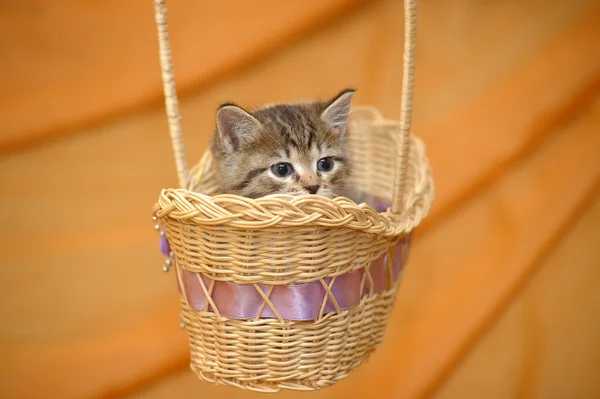 Kitten in a Basket — Stock Photo, Image