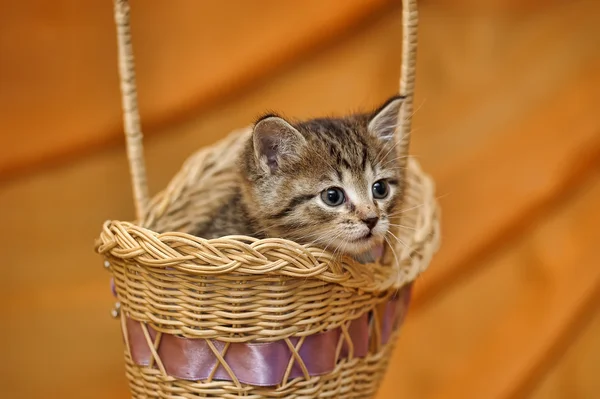 ลูกแมวในตะกร้า — ภาพถ่ายสต็อก
