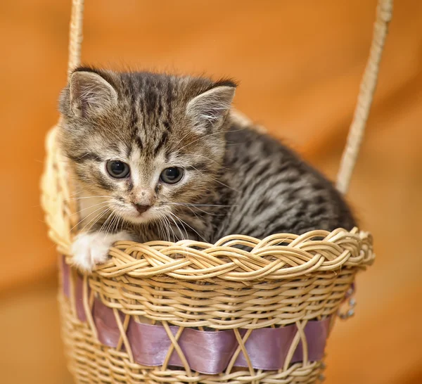 Котенок в корзине — стоковое фото