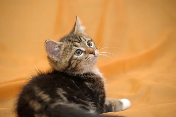 Şirin tabby yavru kedi — Stok fotoğraf