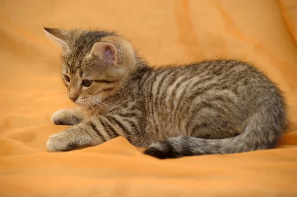 Carino gattino tabby — Foto Stock