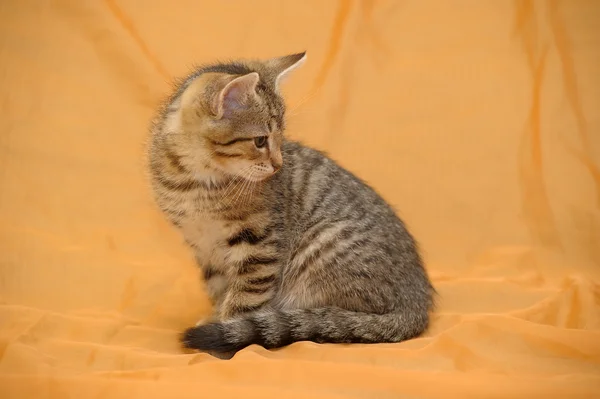 Cute Tabby Kitten — Stock Photo, Image