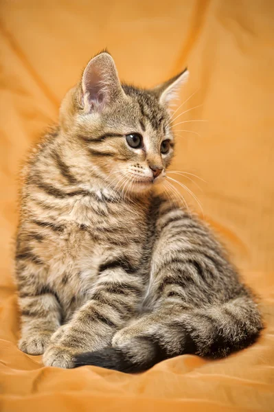 可爱的虎斑猫咪 — 图库照片