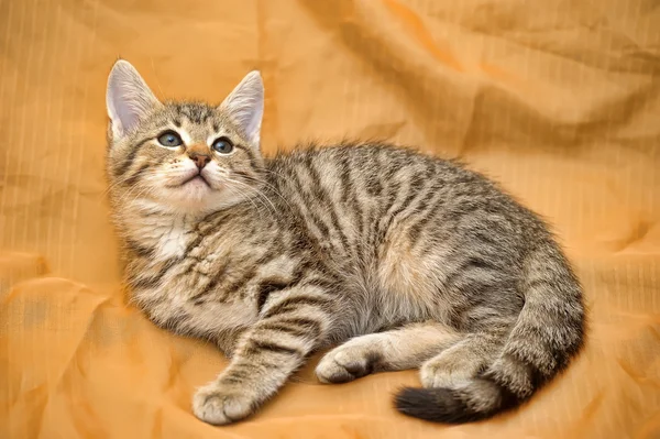 Carino gattino tabby — Foto Stock