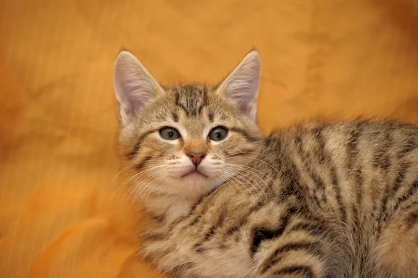 Милий кошеня таббі — стокове фото