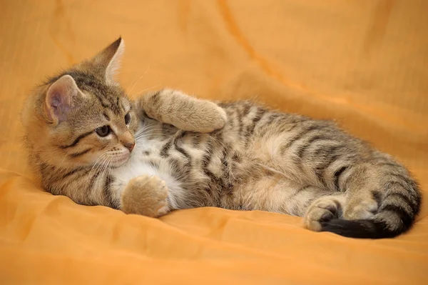 Χαριτωμένο τιγρέ γατάκι — Φωτογραφία Αρχείου