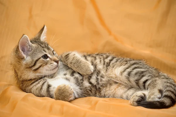 Χαριτωμένο τιγρέ γατάκι — Φωτογραφία Αρχείου