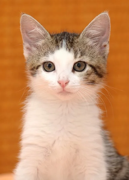 Mały szary kotek — Zdjęcie stockowe