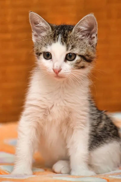 Pequeno gatinho cinzento — Fotografia de Stock