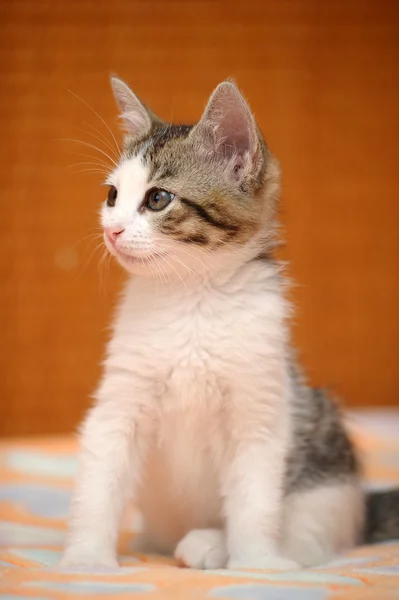 小さな灰色の子猫 — ストック写真