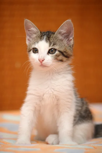 Pequeño gatito gris — Foto de Stock