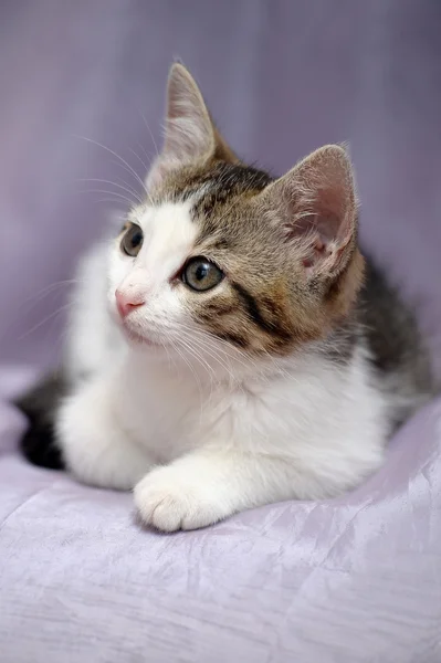 Μικρό γκρι γατάκι — Φωτογραφία Αρχείου