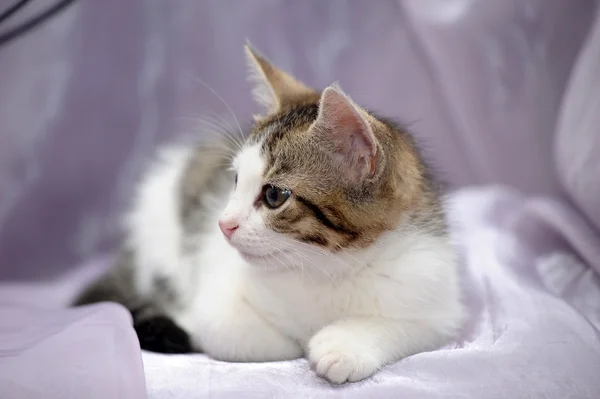 Kis szürke cica — Stock Fotó