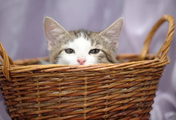 Sepet içinde kedi yavrusu — Stok fotoğraf