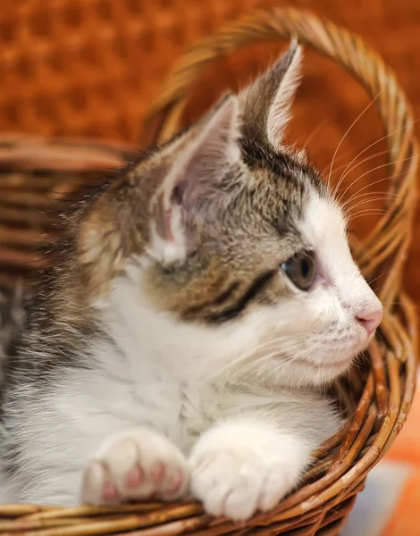 Sepet içinde kedi yavrusu — Stok fotoğraf
