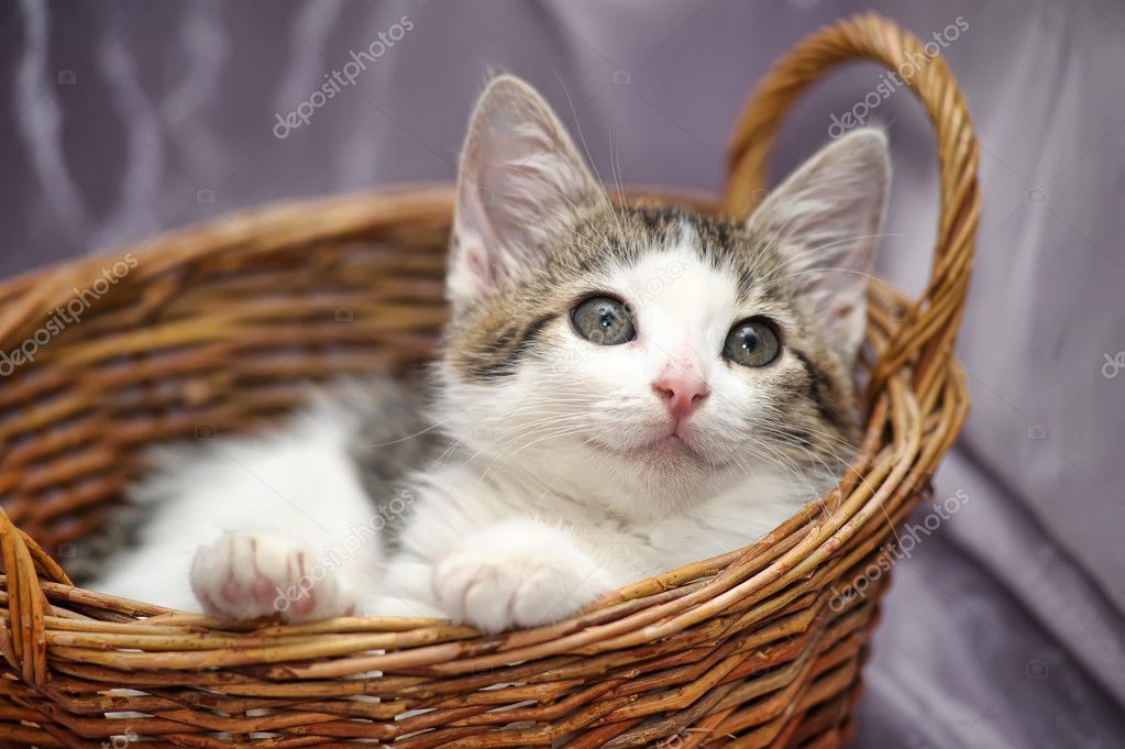 Sepet içinde kedi yavrusu Stok fotoğrafçılık ©evdoha Telifsiz resim