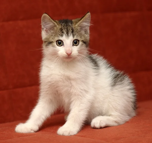 Liten grå kattunge — Stockfoto