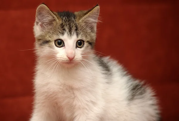 작은 회색 고양이 — 스톡 사진