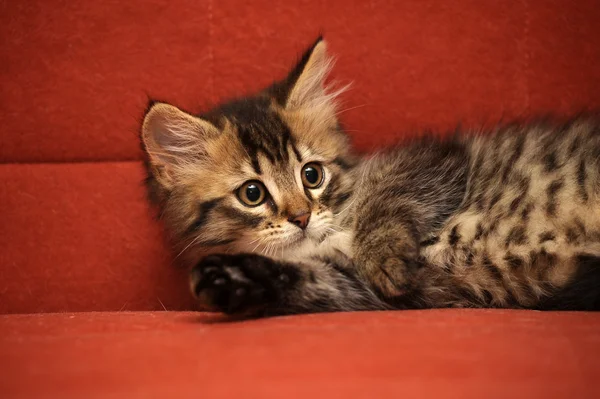 Сибирский котёнок — стоковое фото