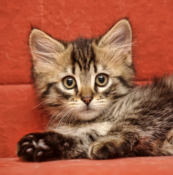 Siberian kattunge — Stockfoto