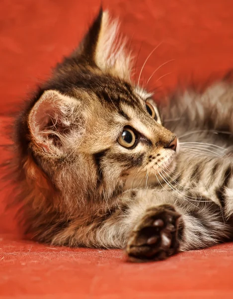 Сибірський кошеня — стокове фото