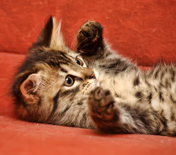 Σιβηρίας γατάκι — Φωτογραφία Αρχείου